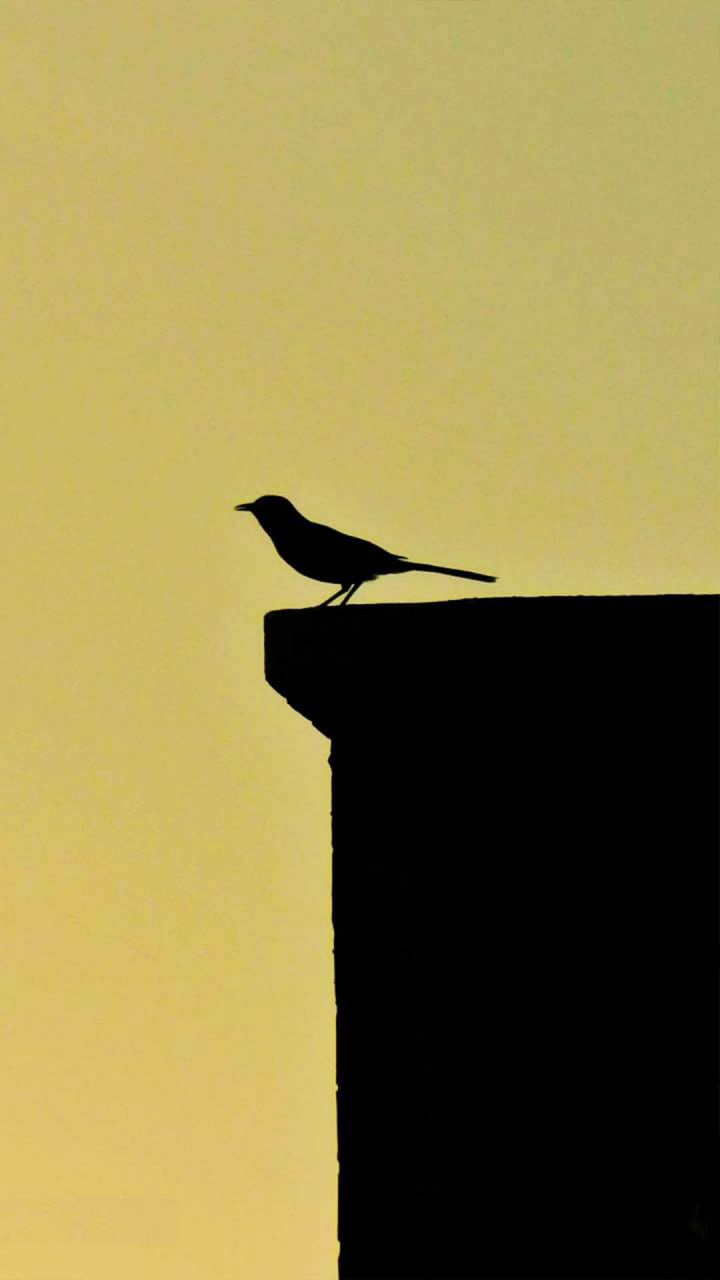 Pájaro